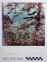 藏品(黃則修攝櫻花)的圖片