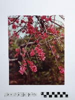 藏品(黃則修攝梅花)的圖片