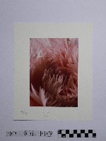 藏品(黃則修攝康乃馨)的圖片