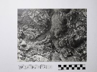 藏品(黃則修攝野柳地景風化紋)的圖片