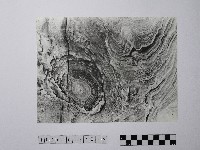 藏品(黃則修攝野柳地景風化紋)的圖片