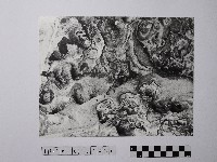 藏品(黃則修攝野柳地景風化紋)的圖片