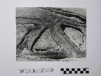 藏品(黃則修攝野柳地景)的圖片