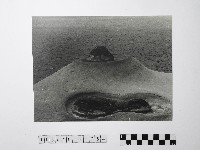 藏品(黃則修攝野柳地景)的圖片