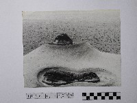 藏品(黃則修攝野柳地景)的圖片