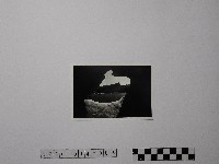 藏品(黃則修攝野柳地景)的圖片