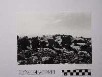 藏品(黃則修攝野柳地景)的圖片