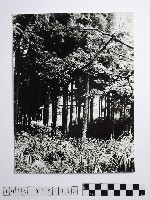 藏品(黃則修攝樹林)的圖片