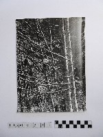 藏品(黃則修攝高山風情)的圖片