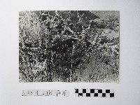 藏品(黃則修攝開花的樹木)的圖片