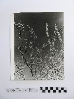 藏品(黃則修攝開花的樹木)的圖片