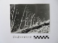 藏品(黃則修攝劫後林相)的圖片