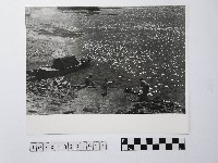 藏品(黃則修攝金砂滿河)的圖片