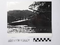 藏品(黃則修攝碧潭晨泳)的圖片