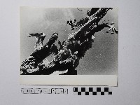 藏品(黃則修攝屋頂剪黏)的圖片