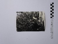 藏品(黃則修攝街景)的圖片