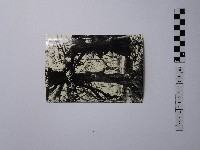 藏品(黃則修攝盤根錯節的樹木)的圖片