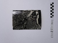 藏品(黃則修攝樹木)的圖片