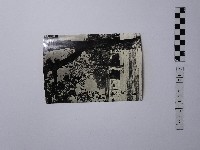 藏品(黃則修攝樹木與傳統家屋)的圖片