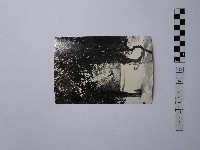 藏品(黃則修攝樹與人)的圖片