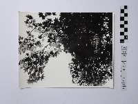 藏品(黃則修攝楓葉)的圖片