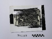 藏品(黃則修攝街景及動植物系列照片)的圖片