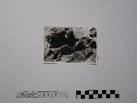 藏品(黃則修攝野柳地景)的圖片