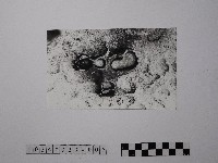 藏品(黃則修攝野柳地景)的圖片