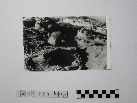 藏品(黃則修攝野柳地景)的圖片