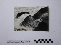 藏品(黃則修攝野柳地景燭臺石)的圖片