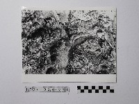 藏品(黃則修攝野柳地景風化紋)的圖片