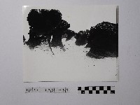 藏品(黃則修攝野柳地景)的圖片
