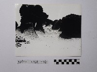 藏品(黃則修攝野柳地景)的圖片