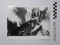 藏品(黃則修攝野柳地景)的圖片