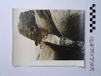 藏品(黃則修攝野柳地景)的圖片