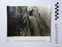 藏品(黃則修攝野柳地景)的圖片