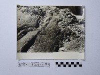 藏品(黃則修攝野柳地景)的圖片