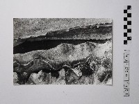 藏品(黃則修攝野柳地景)的圖片