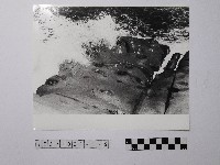 藏品(黃則修攝野柳地景)的圖片