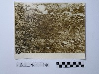 藏品(黃則修攝野柳地景)的圖片