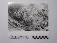 藏品(黃則修攝野柳地景)的圖片