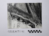 藏品(黃則修攝野柳地景)的圖片