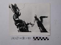 藏品(黃則修攝屋頂剪黏特寫照片)的圖片