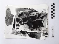 藏品(黃則修攝野柳地景系列照片)的圖片