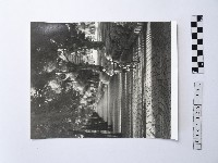 藏品(黃則修攝男孩)的圖片