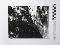 藏品(黃則修攝男子)的圖片