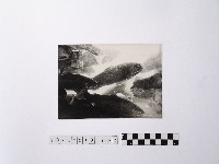 藏品(黃則修攝魚群水中優游)的圖片