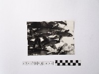 藏品(黃則修攝魚群水中優游)的圖片