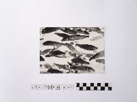 藏品(黃則修攝魚群水中優游)的圖片