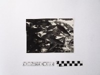 藏品(黃則修攝魚群水中優游)的圖片